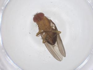  ( - CBG-B04556-F08)  @11 [ ] CreativeCommons - Attribution Share - Alike (2025) Centre for Biodiversity Genomics Centre for Biodiversity Genomics