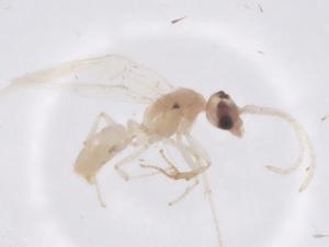  ( - CBG-B04570-F08)  @11 [ ] CreativeCommons - Attribution Share - Alike (2025) Centre for Biodiversity Genomics Centre for Biodiversity Genomics