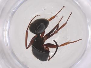  ( - CBG-B04582-E08)  @11 [ ] CreativeCommons - Attribution Share - Alike (2025) Centre for Biodiversity Genomics Centre for Biodiversity Genomics