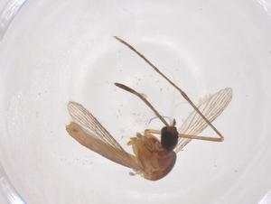  (Wyeomyia bourrouli - CBG-B04582-G05)  @11 [ ] CreativeCommons - Attribution Share - Alike (2025) Centre for Biodiversity Genomics Centre for Biodiversity Genomics