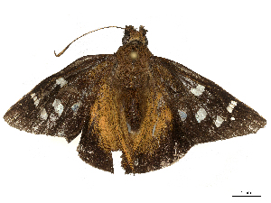  ( - CBG-B04782-H01)  @11 [ ] CreativeCommons - Attribution Share - Alike (2025) CBG Photography Group Centre for Biodiversity Genomics