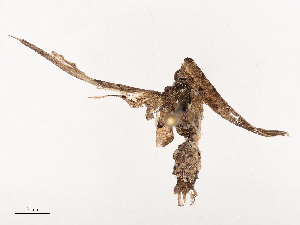  ( - CBG-B04799-A06)  @11 [ ] CreativeCommons - Attribution Share - Alike (2025) CBG Photography Group Centre for Biodiversity Genomics