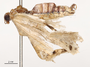  ( - CBG-B04799-A09)  @11 [ ] CreativeCommons - Attribution Share - Alike (2025) CBG Photography Group Centre for Biodiversity Genomics