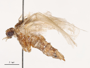  ( - CBG-B04799-A12)  @11 [ ] CreativeCommons - Attribution Share - Alike (2025) CBG Photography Group Centre for Biodiversity Genomics