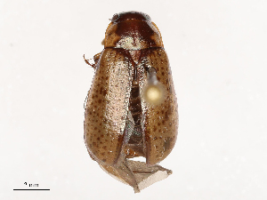  ( - CBG-B04803-A04)  @11 [ ] CreativeCommons - Attribution Share - Alike (2025) CBG Photography Group Centre for Biodiversity Genomics