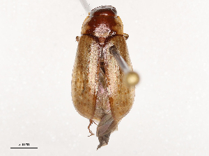  ( - CBG-B04803-A05)  @11 [ ] CreativeCommons - Attribution Share - Alike (2025) CBG Photography Group Centre for Biodiversity Genomics