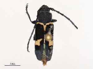  (Calydon - CBG-B04803-A06)  @11 [ ] CreativeCommons - Attribution Share - Alike (2025) CBG Photography Group Centre for Biodiversity Genomics