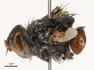  ( - CBG-B04803-D10)  @11 [ ] CreativeCommons - Attribution Share - Alike (2025) CBG Photography Group Centre for Biodiversity Genomics