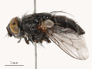  ( - CBG-B04803-E10)  @11 [ ] CreativeCommons - Attribution Share - Alike (2025) CBG Photography Group Centre for Biodiversity Genomics