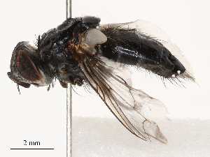  ( - CBG-B04803-F10)  @11 [ ] CreativeCommons - Attribution Share - Alike (2025) CBG Photography Group Centre for Biodiversity Genomics
