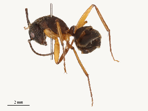  ( - CBG-B04803-H10)  @11 [ ] CreativeCommons - Attribution Share - Alike (2025) CBG Photography Group Centre for Biodiversity Genomics