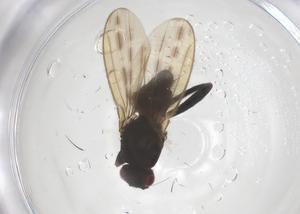  (Antrops maculipennis - CBG-B04867-H02)  @11 [ ] CreativeCommons - Attribution Share - Alike (2025) Centre for Biodiversity Genomics Centre for Biodiversity Genomics