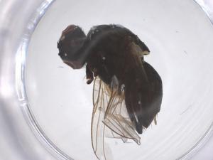  ( - CBG-B04869-F12)  @11 [ ] CreativeCommons - Attribution Share - Alike (2025) Centre for Biodiversity Genomics Centre for Biodiversity Genomics