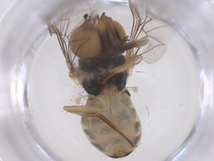  ( - CBG-B04869-G05)  @11 [ ] CreativeCommons - Attribution Share - Alike (2025) Centre for Biodiversity Genomics Centre for Biodiversity Genomics