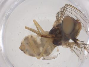  ( - CBG-B04906-C08)  @11 [ ] CreativeCommons - Attribution Share - Alike (2025) Centre for Biodiversity Genomics Centre for Biodiversity Genomics