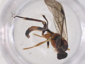  (Bilira - CBG-B04907-C03)  @11 [ ] CreativeCommons - Attribution Share - Alike (2025) Centre for Biodiversity Genomics Centre for Biodiversity Genomics