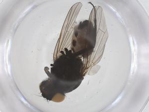  ( - CBG-B04909-C02)  @11 [ ] CreativeCommons - Attribution Share - Alike (2025) Centre for Biodiversity Genomics Centre for Biodiversity Genomics