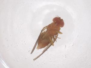  ( - CBG-B04915-B10)  @11 [ ] CreativeCommons - Attribution Share - Alike (2025) Centre for Biodiversity Genomics Centre for Biodiversity Genomics