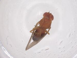  ( - CBG-B04915-F04)  @11 [ ] CreativeCommons - Attribution Share - Alike (2025) Centre for Biodiversity Genomics Centre for Biodiversity Genomics