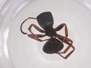  ( - CBG-B05224-B04)  @11 [ ] CreativeCommons - Attribution Share - Alike (2025) Centre for Biodiversity Genomics Centre for Biodiversity Genomics