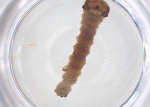  ( - CBG-B22007-H11)  @11 [ ] CreativeCommons - Attribution Share - Alike (2025) Centre for Biodiversity Genomics Centre for Biodiversity Genomics