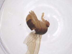  (Zygothrica candens - CBG-B22018-H05)  @11 [ ] CreativeCommons - Attribution Share - Alike (2025) Centre for Biodiversity Genomics Centre for Biodiversity Genomics