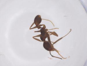  ( - CBG-B22024-D10)  @11 [ ] CreativeCommons - Attribution Share - Alike (2025) Centre for Biodiversity Genomics Centre for Biodiversity Genomics