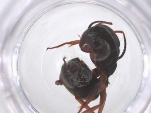  ( - CBG-B22024-E01)  @11 [ ] CreativeCommons - Attribution Share - Alike (2025) Centre for Biodiversity Genomics Centre for Biodiversity Genomics