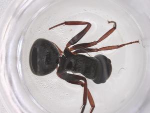  ( - CBG-B22048-A04)  @11 [ ] CreativeCommons - Attribution Share - Alike (2025) Centre for Biodiversity Genomics Centre for Biodiversity Genomics