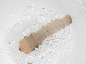  ( - CBG-B22539-F09)  @11 [ ] CreativeCommons - Attribution Share - Alike (2025) Centre for Biodiversity Genomics Centre for Biodiversity Genomics