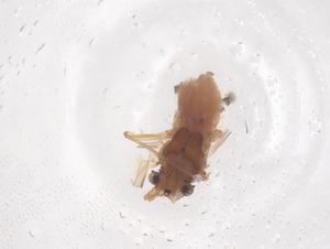  (Spicaphidinae - CBG-B22574-H07)  @11 [ ] CreativeCommons - Attribution Share - Alike (2025) Centre for Biodiversity Genomics Centre for Biodiversity Genomics