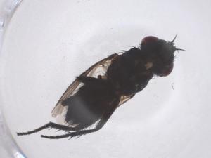  ( - CBG-B22578-G06)  @11 [ ] CreativeCommons - Attribution Share - Alike (2025) Centre for Biodiversity Genomics Centre for Biodiversity Genomics