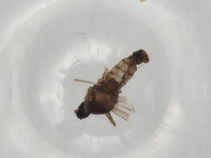  (Campylomyza hybrida - BIOUG76375-B05)  @11 [ ] CreativeCommons - Attribution (2022) Centre for Biodiversity Genomics Centre for Biodiversity Genomics
