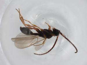  ( - BIOUG76369-C08)  @11 [ ] CreativeCommons - Attribution (2022) Centre for Biodiversity Genomics Centre for Biodiversity Genomics