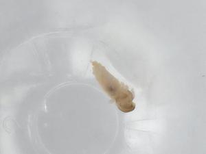  ( - BIOUG78142-A02)  @12 [ ] CreativeCommons - Attribution (2022) Centre for Biodiversity Genomics Centre for Biodiversity Genomics