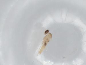  ( - BIOUG78142-E09)  @12 [ ] CreativeCommons - Attribution (2022) Centre for Biodiversity Genomics Centre for Biodiversity Genomics