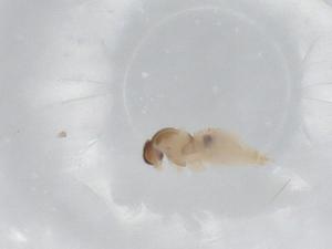  ( - BIOUG78142-E10)  @12 [ ] CreativeCommons - Attribution (2022) Centre for Biodiversity Genomics Centre for Biodiversity Genomics