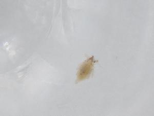  ( - BIOUG78149-A11)  @11 [ ] CreativeCommons - Attribution (2022) Centre for Biodiversity Genomics Centre for Biodiversity Genomics