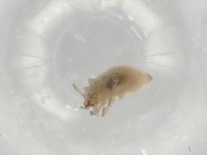  ( - BIOUG77260-C11)  @11 [ ] CreativeCommons - Attribution (2022) Centre for Biodiversity Genomics Centre for Biodiversity Genomics