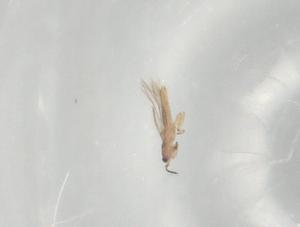  (Drepanothrips - BIOUG77260-H08)  @11 [ ] CreativeCommons - Attribution (2022) Centre for Biodiversity Genomics Centre for Biodiversity Genomics