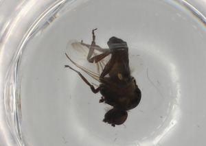  ( - BIOUG78164-D07)  @11 [ ] CreativeCommons - Attribution (2022) Centre for Biodiversity Genomics Centre for Biodiversity Genomics