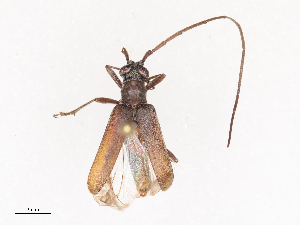  (Dorcasomini - CBG-A44301-A01)  @11 [ ] CreativeCommons - Attribution Share - Alike (2024) CBG Photography Group Centre for Biodiversity Genomics