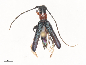  (Nethinius - CBG-A44301-F11)  @11 [ ] CreativeCommons - Attribution Share - Alike (2024) CBG Photography Group Centre for Biodiversity Genomics