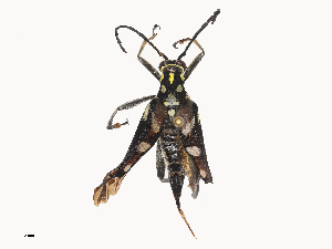  (Sagridola - CBG-A44302-F09)  @11 [ ] CreativeCommons - Attribution Share - Alike (2024) CBG Photography Group Centre for Biodiversity Genomics