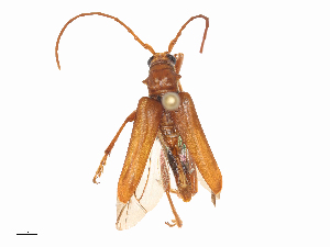  (Artelida - CBG-A46912-D11)  @11 [ ] CreativeCommons - Attribution Share - Alike (2024) CBG Photography Group Centre for Biodiversity Genomics