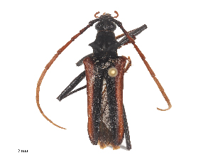  (Ramodatodes - CBG-A44303-G06)  @11 [ ] CreativeCommons - Attribution Share - Alike (2024) CBG Photography Group Centre for Biodiversity Genomics