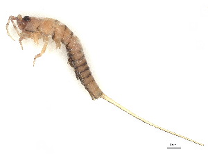  (Madagaschiloides - CBG-A44304-H02)  @11 [ ] CreativeCommons - Attribution (2024) CBG Photography Group Centre for Biodiversity Genomics