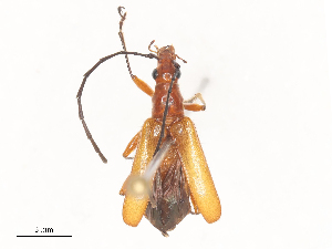  (Lepturasta - CBG-A48571-E09)  @11 [ ] CreativeCommons - Attribution Share - Alike (2024) CBG Photography Group Centre for Biodiversity Genomics