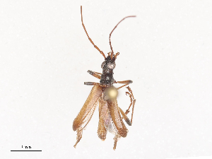  ( - CBG-A48572-A07)  @11 [ ] CreativeCommons - Attribution Share - Alike (2024) CBG Photography Group Centre for Biodiversity Genomics