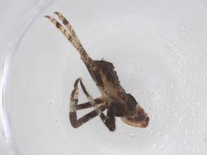  (Lyncidinae - CBG-A48341-D11)  @11 [ ] CreativeCommons - Attribution Share - Alike (2024) Centre for Biodiversity Genomics Centre for Biodiversity Genomics